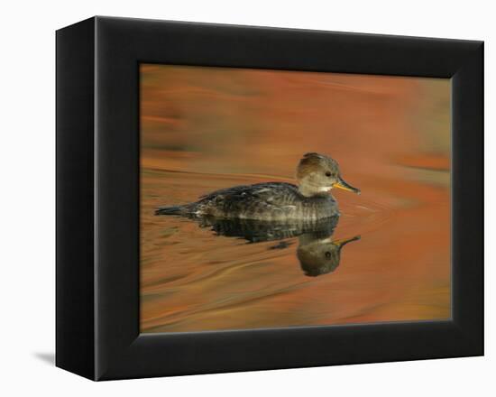 Close-up of Female Hooded Merganser in Water, Cleveland, Ohio, USA-Arthur Morris-Framed Premier Image Canvas