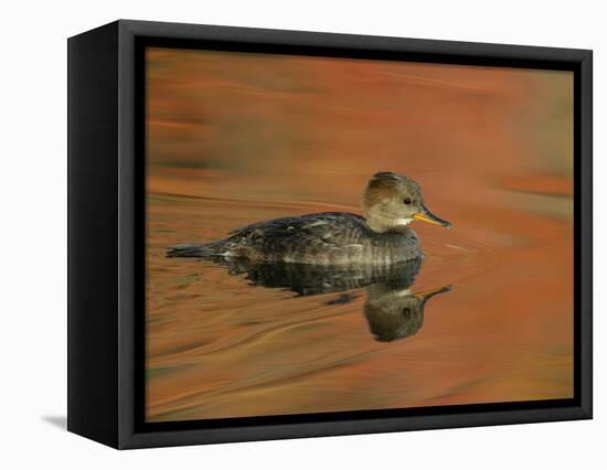 Close-up of Female Hooded Merganser in Water, Cleveland, Ohio, USA-Arthur Morris-Framed Premier Image Canvas