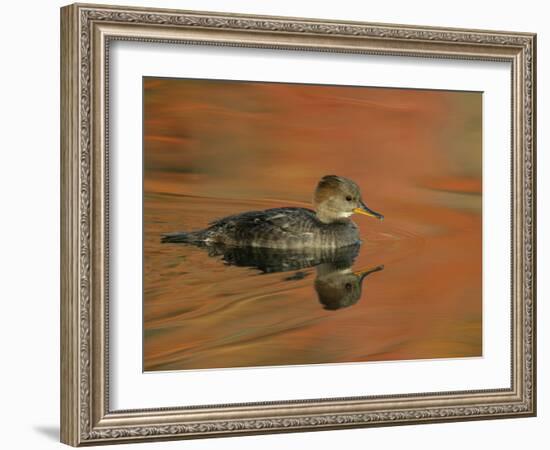 Close-up of Female Hooded Merganser in Water, Cleveland, Ohio, USA-Arthur Morris-Framed Photographic Print