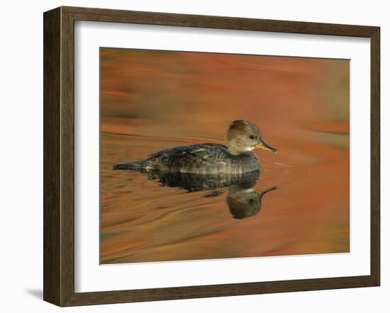 Close-up of Female Hooded Merganser in Water, Cleveland, Ohio, USA-Arthur Morris-Framed Photographic Print