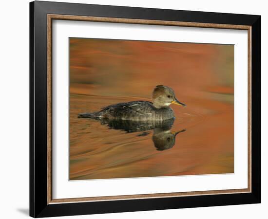 Close-up of Female Hooded Merganser in Water, Cleveland, Ohio, USA-Arthur Morris-Framed Photographic Print