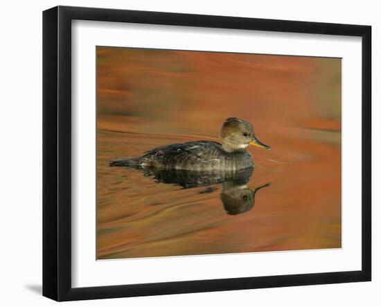 Close-up of Female Hooded Merganser in Water, Cleveland, Ohio, USA-Arthur Morris-Framed Photographic Print