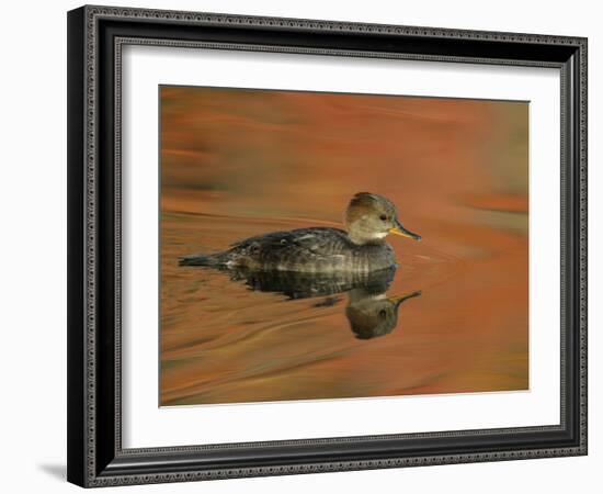 Close-up of Female Hooded Merganser in Water, Cleveland, Ohio, USA-Arthur Morris-Framed Photographic Print