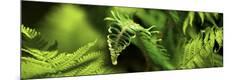 Premium Photographic Print