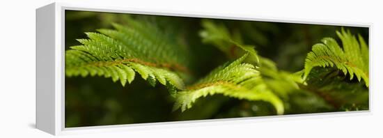 Close-Up of Ferns-null-Framed Stretched Canvas