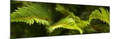 Premium Photographic Print