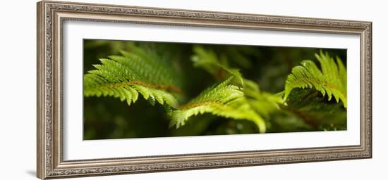 Close-Up of Ferns-null-Framed Photographic Print