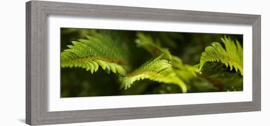 Close-Up of Ferns-null-Framed Photographic Print