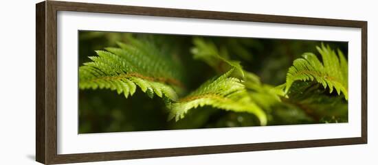 Close-Up of Ferns-null-Framed Photographic Print