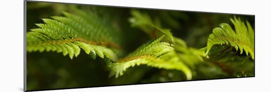 Close-Up of Ferns-null-Mounted Photographic Print