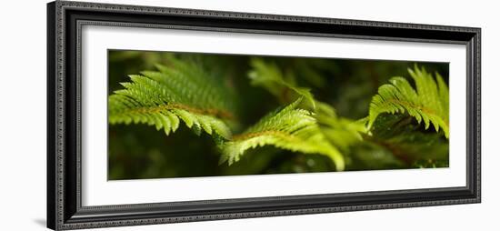 Close-Up of Ferns-null-Framed Photographic Print