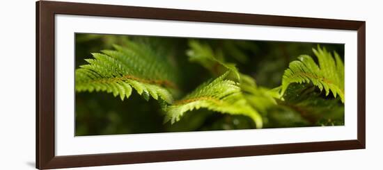 Close-Up of Ferns-null-Framed Photographic Print