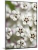 Close-up of flower heads before opening Mammoth Cave NP, Kentucky-Maresa Pryor-Mounted Photographic Print