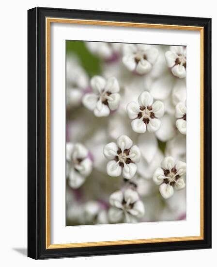 Close-up of flower heads before opening Mammoth Cave NP, Kentucky-Maresa Pryor-Framed Photographic Print