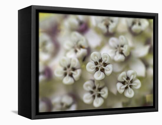 Close-up of flower heads before opening Mammoth Cave NP, Kentucky-Maresa Pryor-Framed Premier Image Canvas