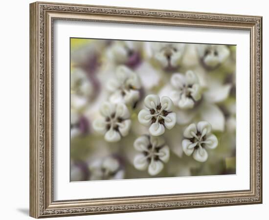 Close-up of flower heads before opening Mammoth Cave NP, Kentucky-Maresa Pryor-Framed Photographic Print