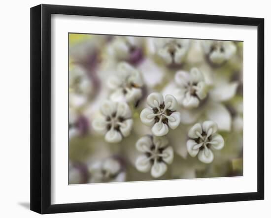 Close-up of flower heads before opening Mammoth Cave NP, Kentucky-Maresa Pryor-Framed Photographic Print