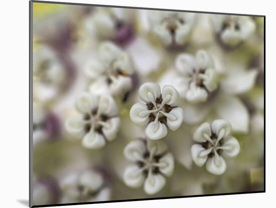 Close-up of flower heads before opening Mammoth Cave NP, Kentucky-Maresa Pryor-Mounted Photographic Print