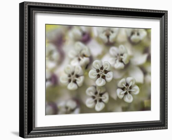 Close-up of flower heads before opening Mammoth Cave NP, Kentucky-Maresa Pryor-Framed Photographic Print