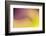 Close Up of Flower Petals Form a Colorful Abstract-Rona Schwarz-Framed Photographic Print