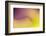 Close Up of Flower Petals Form a Colorful Abstract-Rona Schwarz-Framed Photographic Print