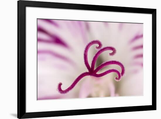 Close-up of flower stamen-Adam Jones-Framed Photographic Print