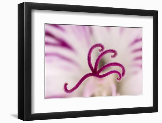 Close-up of flower stamen-Adam Jones-Framed Photographic Print