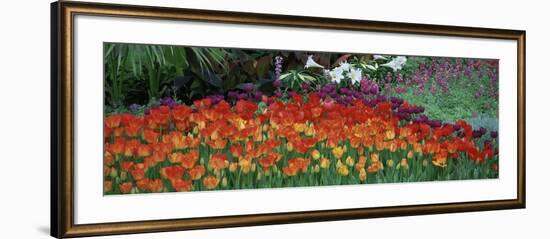 Close-up of Flowers in a Garden, Botanical Garden of Buffalo and Erie County, Buffalo, New York-null-Framed Photographic Print