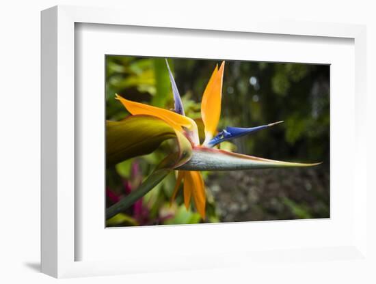 Close-up of flowers, Surfers Paradise, Queensland, Australia-Panoramic Images-Framed Photographic Print