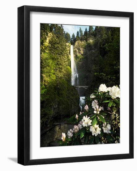 Close-up of flowers under, Multnomah Falls, Columbia River Gorge National Scenic Area, Multnomah...-null-Framed Photographic Print