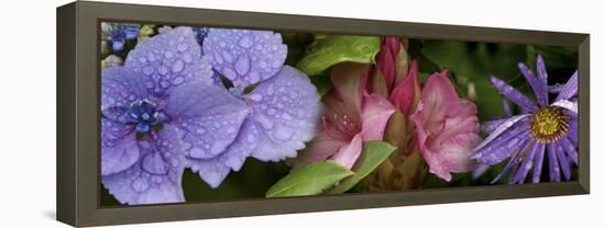 Close-Up of Flowers-null-Framed Stretched Canvas