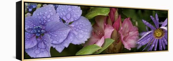 Close-Up of Flowers-null-Framed Stretched Canvas