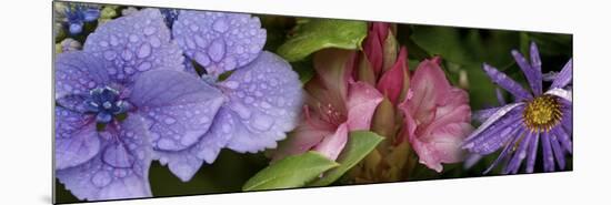 Close-Up of Flowers-null-Mounted Photographic Print