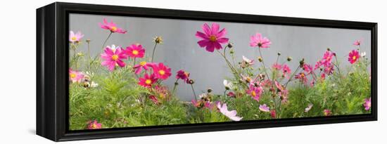 Close-Up of Flowers-null-Framed Stretched Canvas