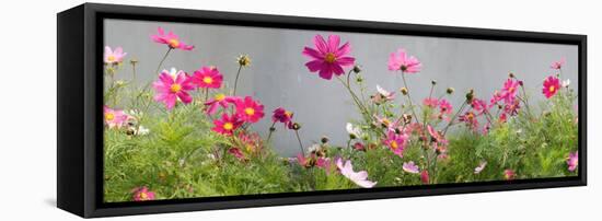 Close-Up of Flowers-null-Framed Stretched Canvas