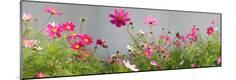 Premium Photographic Print