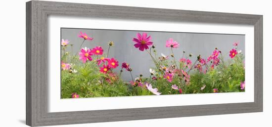 Close-Up of Flowers-null-Framed Photographic Print