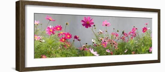 Close-Up of Flowers-null-Framed Photographic Print