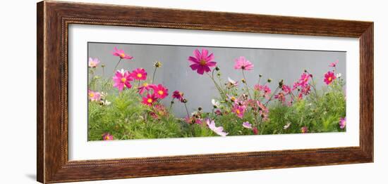 Close-Up of Flowers-null-Framed Photographic Print