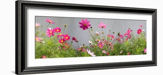 Close-Up of Flowers-null-Framed Photographic Print