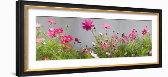 Close-Up of Flowers-null-Framed Photographic Print