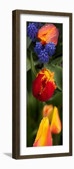 Close-Up of Flowers-null-Framed Photographic Print