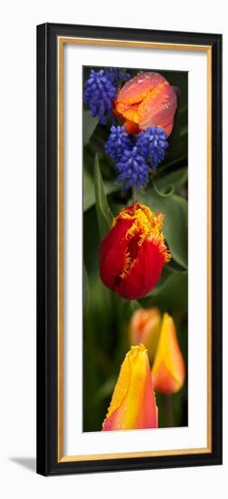 Close-Up of Flowers-null-Framed Photographic Print