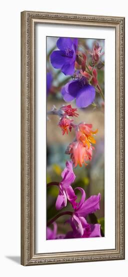 Close-Up of Flowers-null-Framed Photographic Print