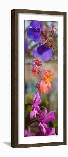 Close-Up of Flowers-null-Framed Photographic Print