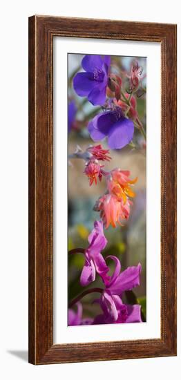 Close-Up of Flowers-null-Framed Photographic Print