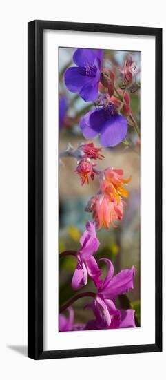 Close-Up of Flowers-null-Framed Photographic Print