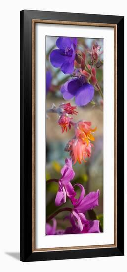 Close-Up of Flowers-null-Framed Photographic Print