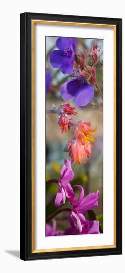 Close-Up of Flowers-null-Framed Photographic Print