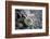 Close-Up of Fly Fishing Reel and Steelhead-Justin Bailie-Framed Photographic Print